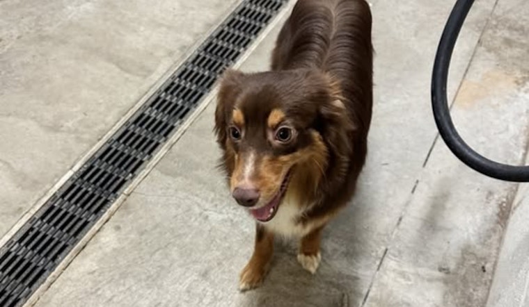 Brunswick Police and Medina County Dog Warden Team Up to Reunite Lost Dog with Family Before Thanksgiving