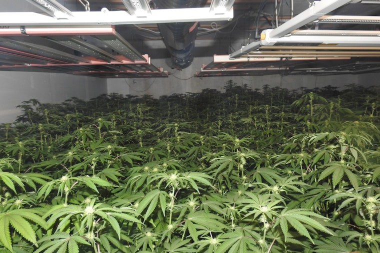 Calaveras County Sheriff's MET Dismantles Large Illegal Marijuana Grow in Mokelumne Hill