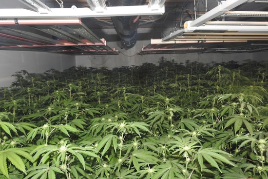 Calaveras County Sheriff's MET Dismantles Large Illegal Marijuana Grow in Mokelumne Hill