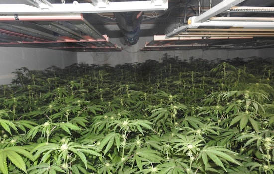 Calaveras County Sheriff's MET Dismantles Large Illegal Marijuana Grow in Mokelumne Hill