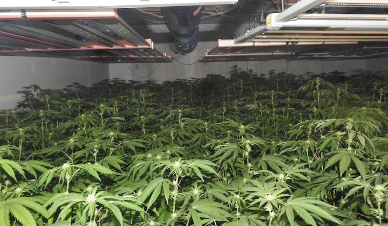 Calaveras County Sheriff's MET Dismantles Large Illegal Marijuana Grow in Mokelumne Hill