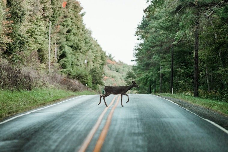 Campbell County Sheriff's Office Highlights Deer Collision Risks in November Driving Advisory