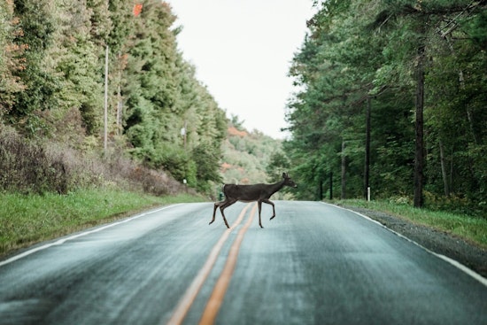 Campbell County Sheriff's Office Highlights Deer Collision Risks in November Driving Advisory