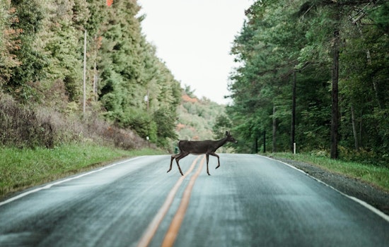 Campbell County Sheriff's Office Highlights Deer Collision Risks in November Driving Advisory