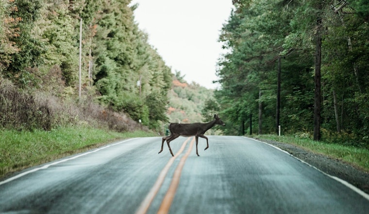 Campbell County Sheriff's Office Highlights Deer Collision Risks in November Driving Advisory