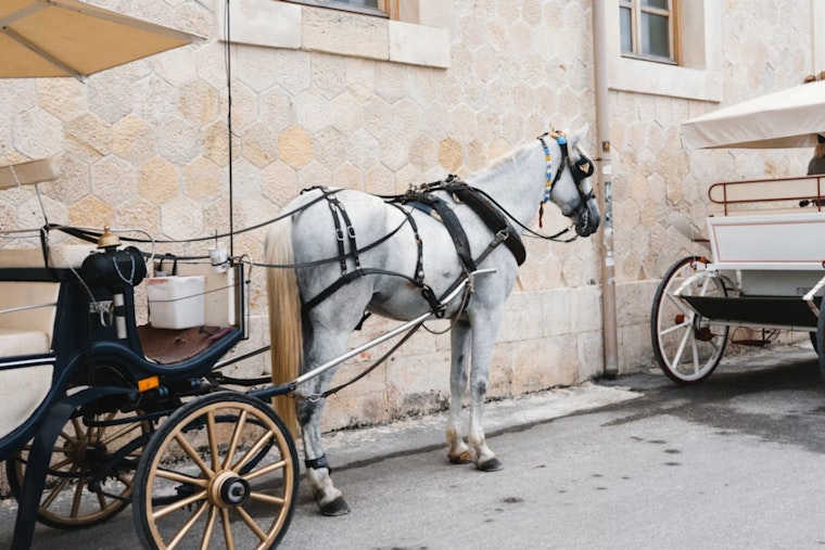 Carriage Horse Drivers' Union Sues NYCLASS for $1M, Alleging Smear Campaign and Real Estate Motives in New York