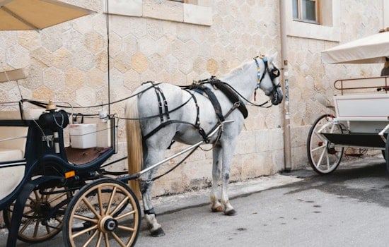 Carriage Horse Drivers' Union Sues NYCLASS for $1M, Alleging Smear Campaign and Real Estate Motives in New York