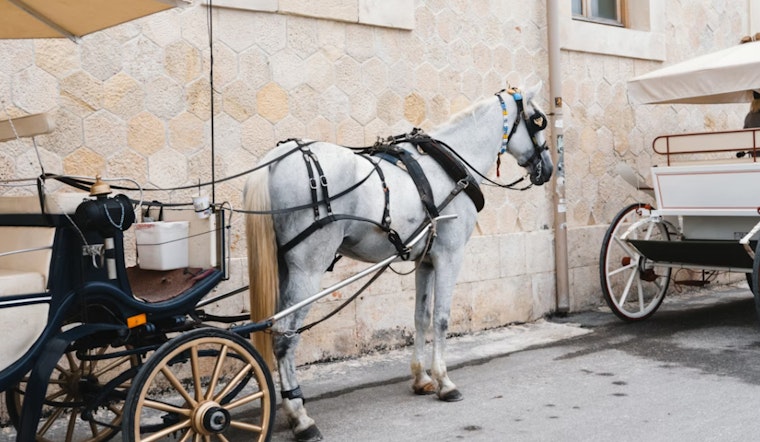 Carriage Horse Drivers' Union Sues NYCLASS for $1M, Alleging Smear Campaign and Real Estate Motives in New York