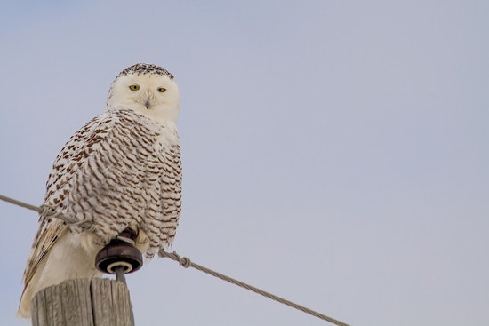 Chicago Birdwatchers Flock to Montrose Beach as Snowy Owls Make Rare Appearance