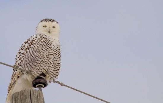Chicago Birdwatchers Flock to Montrose Beach as Snowy Owls Make Rare Appearance