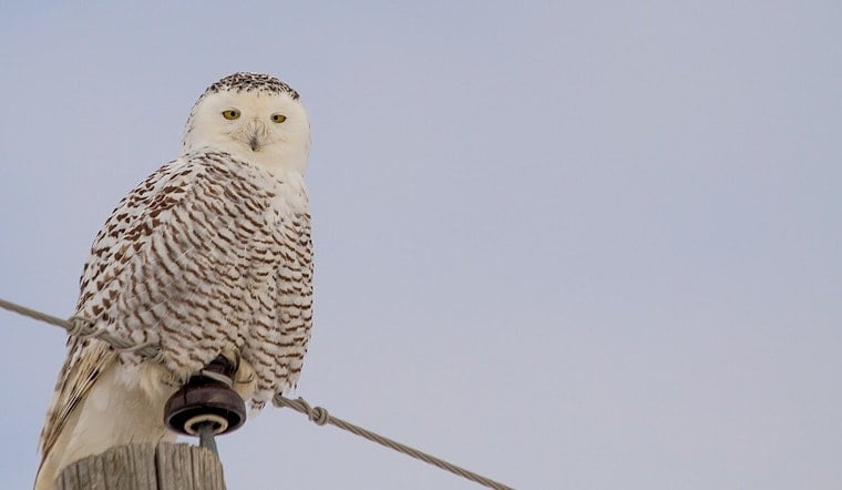 Chicago Birdwatchers Flock to Montrose Beach as Snowy Owls Make Rare Appearance