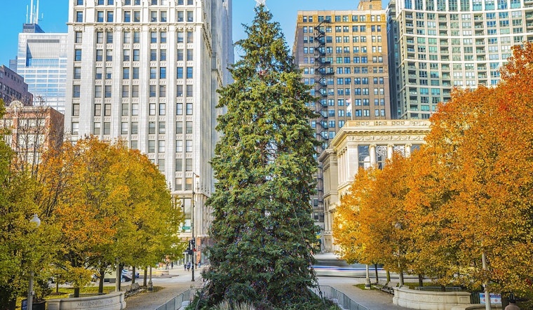 Chicago's 2025 Holiday Season to Sparkle with 68-foot Norway Spruce from Glenview