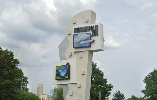 Chimpanzee Escapes Enclosure at Indianapolis Zoo, Prompting Emergency Response and Shelter-in-Place for Visitors