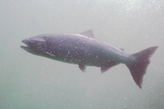 Chinook Salmon Return to Upper Alameda Creek in Thriving Conservation Effort