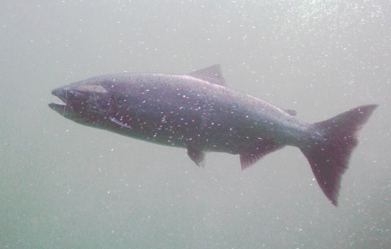 Chinook Salmon Return to Upper Alameda Creek in Thriving Conservation Effort