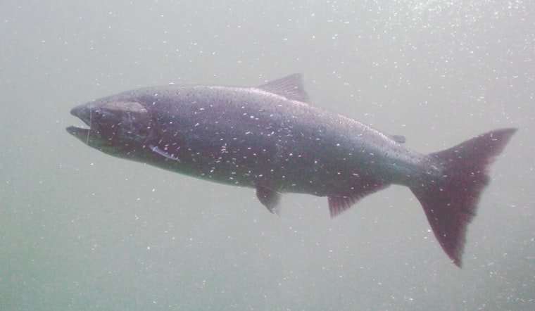 Chinook Salmon Return to Upper Alameda Creek in Thriving Conservation Effort