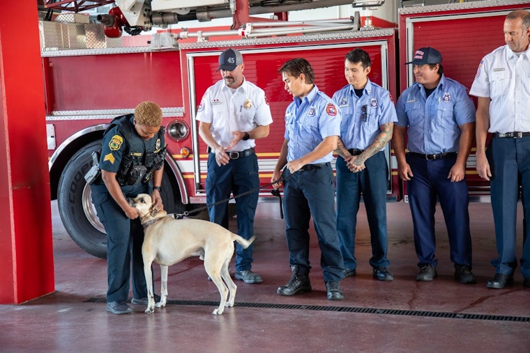 Clearwater Firefighters Reunited with Rescued Dog Bandit in Heartwarming Gesture of Gratitude