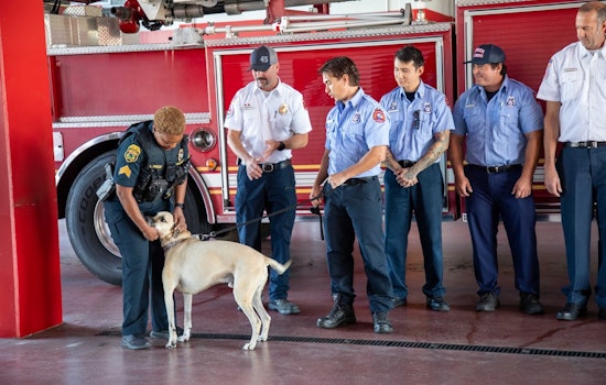 Clearwater Firefighters Reunited with Rescued Dog Bandit in Heartwarming Gesture of Gratitude