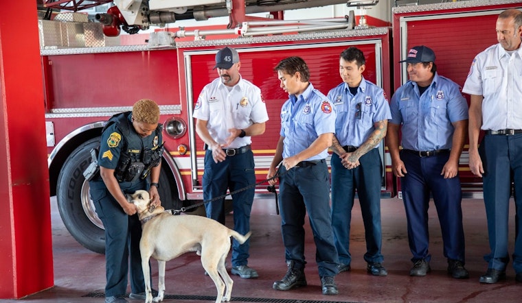 Clearwater Firefighters Reunited with Rescued Dog Bandit in Heartwarming Gesture of Gratitude