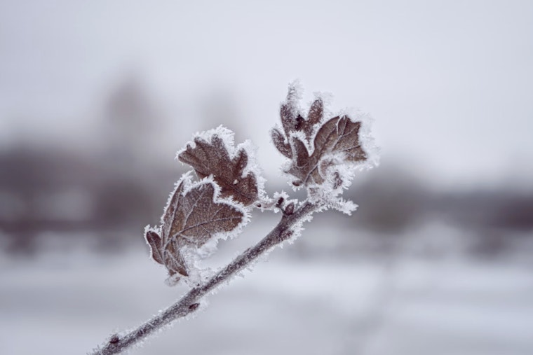 Cold Snap Hits D.C. Area on Veterans Day with Chilling Temperatures and Gale Warnings