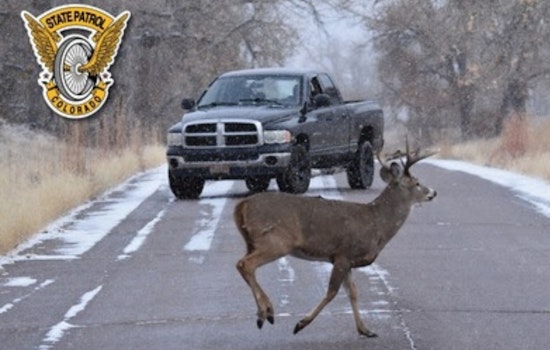 Colorado Drivers Alerted to Increased Wildlife Collisions in November, Urged to Exercise Caution