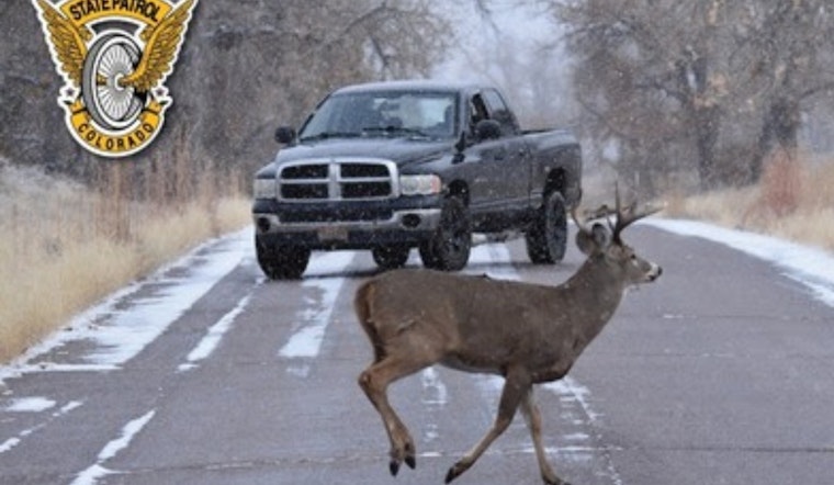 Colorado Drivers Alerted to Increased Wildlife Collisions in November, Urged to Exercise Caution