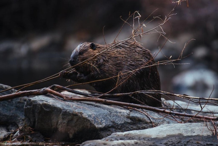 Colorado Invites Public Feedback on Beaver Conservation and Management Strategy, CPW Eyes Habitat Expansion