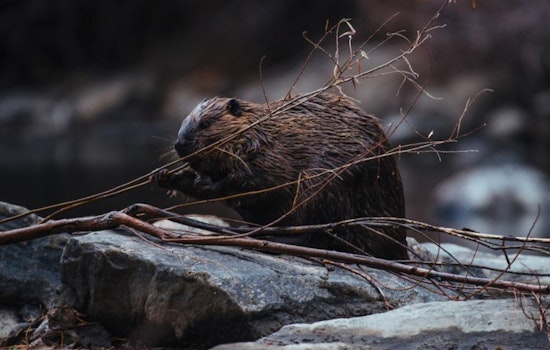 Colorado Invites Public Feedback on Beaver Conservation and Management Strategy, CPW Eyes Habitat Expansion