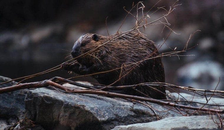 Colorado Invites Public Feedback on Beaver Conservation and Management Strategy, CPW Eyes Habitat Expansion