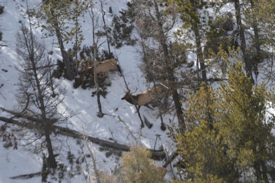 Colorado Parks and Wildlife Takes to the Skies for Big Game Counts and Conservation Efforts