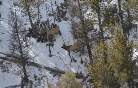 Colorado Parks and Wildlife Takes to the Skies for Big Game Counts and Conservation Efforts