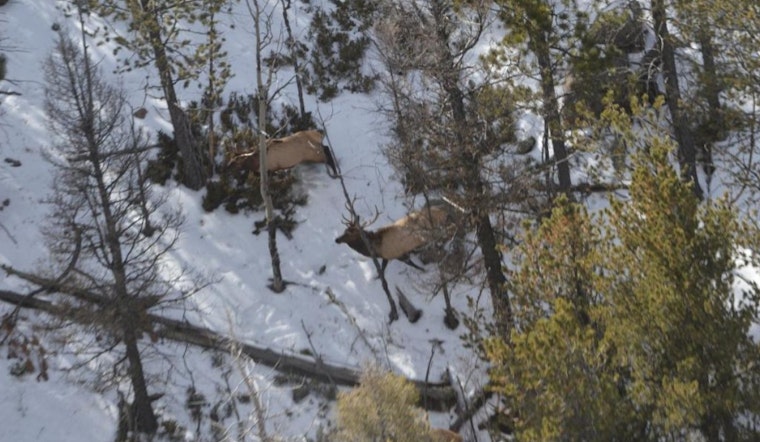 Colorado Parks and Wildlife Takes to the Skies for Big Game Counts and Conservation Efforts