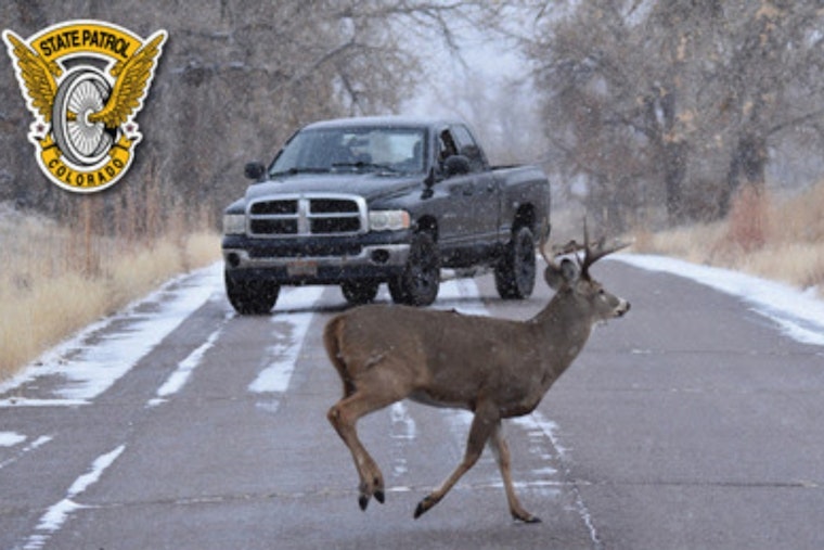 Colorado State Patrol Alerts Motorists to Rising Wildlife-Related Incidents in Clear Creek and Jefferson Counties