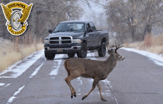Colorado State Patrol Alerts Motorists to Rising Wildlife-Related Incidents in Clear Creek and Jefferson Counties