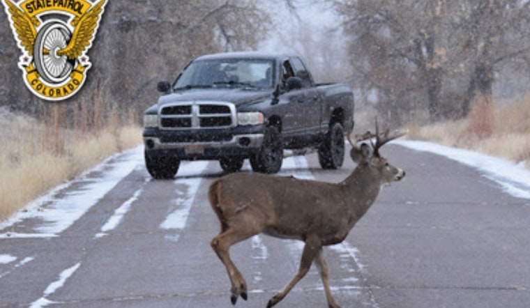 Colorado State Patrol Alerts Motorists to Rising Wildlife-Related Incidents in Clear Creek and Jefferson Counties