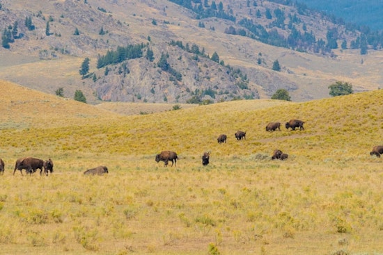 Colorado's Book Cliffs Bison Herd to Flourish Under New Management Plan Following Legislative Change