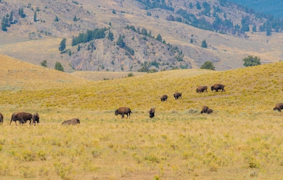 Colorado's Book Cliffs Bison Herd to Flourish Under New Management Plan Following Legislative Change