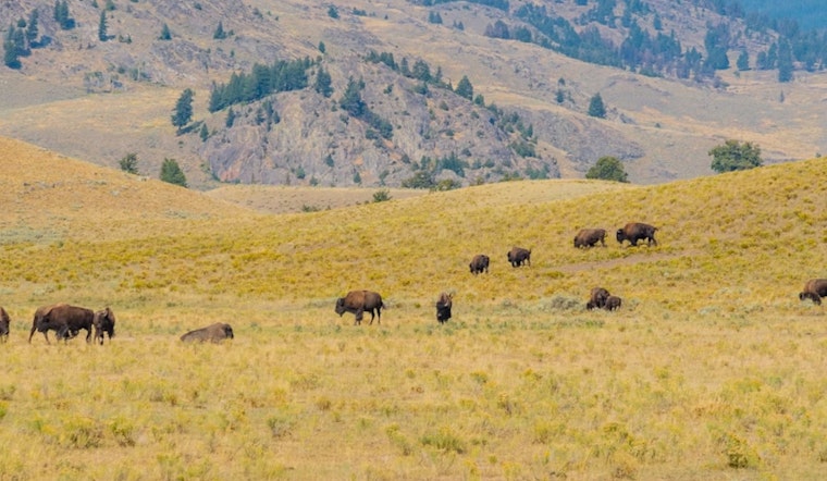 Colorado's Book Cliffs Bison Herd to Flourish Under New Management Plan Following Legislative Change