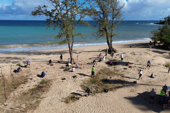Community and County Unite to Plant 900 Native Species for Maui Shoreline Resilience