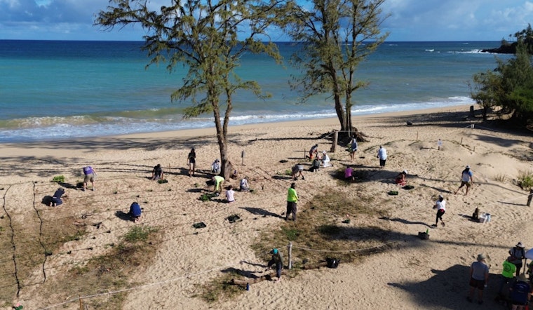 Community and County Unite to Plant 900 Native Species for Maui Shoreline Resilience