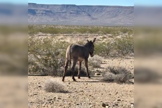 Community Heroes in Mohave County Save Burro Trapped on I-40 in Arizona