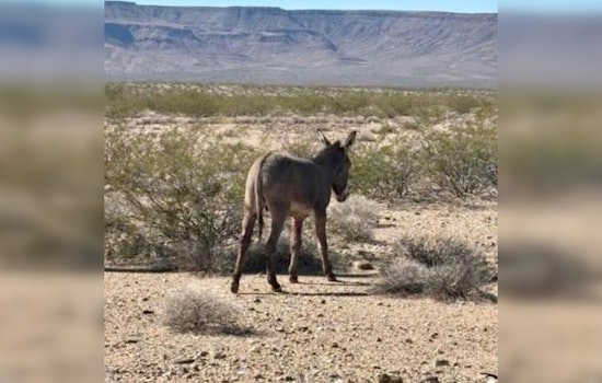 Community Heroes in Mohave County Save Burro Trapped on I-40 in Arizona