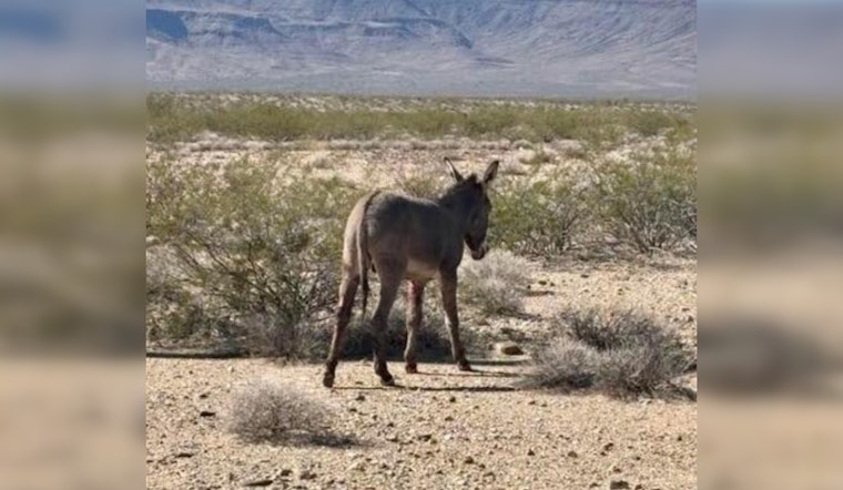 Community Heroes in Mohave County Save Burro Trapped on I-40 in Arizona