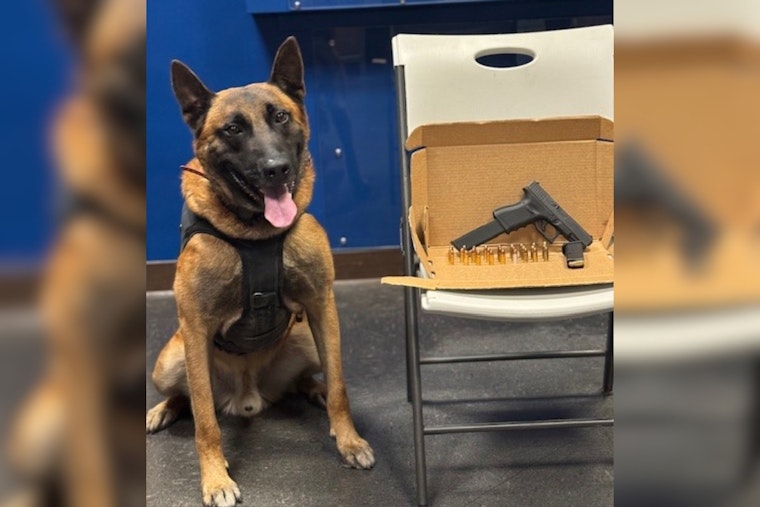 Convicted Felon Arrested on Weapons Charges After Santa Rosa Traffic Stop Involving K-9 Assistance
