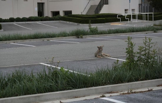 Coyote Attacks 3-Year-Old Near La Jolla’s UTC Mall as Police and Animal Control Swarm Area