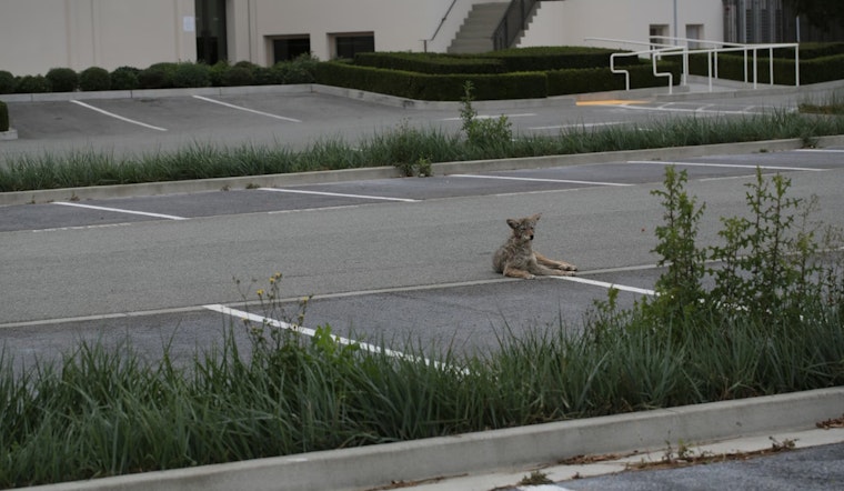 Coyote Attacks 3-Year-Old Near La Jolla’s UTC Mall as Police and Animal Control Swarm Area