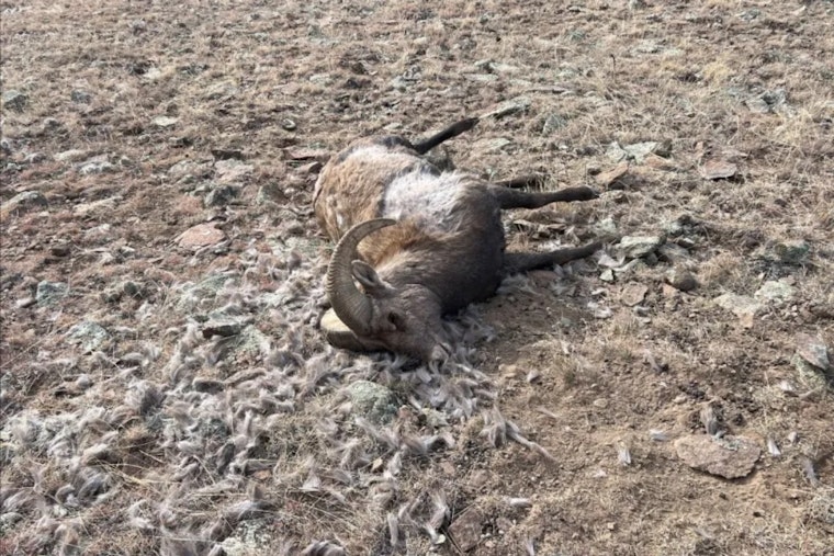 CPW Seeks Information on Suspect After Illegal Killing of Bighorn Sheep Near Saguache
