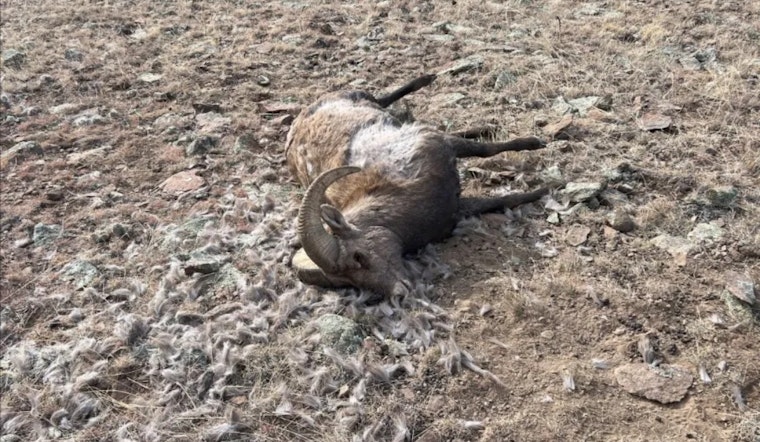 CPW Seeks Information on Suspect After Illegal Killing of Bighorn Sheep Near Saguache