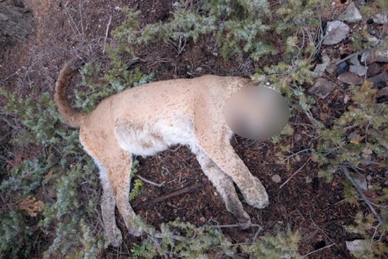 CPW Seeks Leads in Illegal Killing of Tagged Mountain Lion in Gunnison County, Colorado