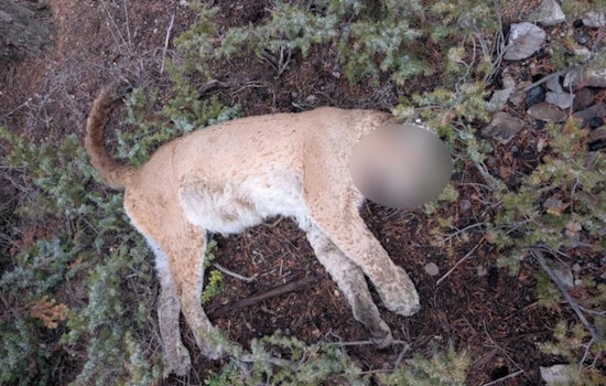 CPW Seeks Leads in Illegal Killing of Tagged Mountain Lion in Gunnison County, Colorado